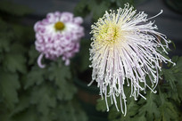 ʢ���İ�ɫ����ɫ�ջ�