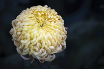 ʢ���ĵ���ɫ���;ջ�