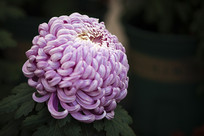 ʢ������ɫ���;ջ�