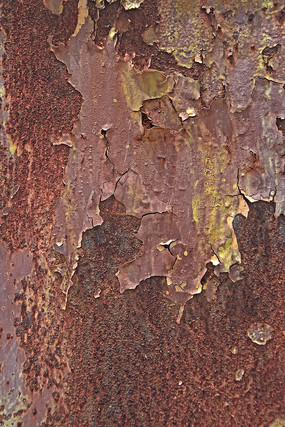 ������Ƥ