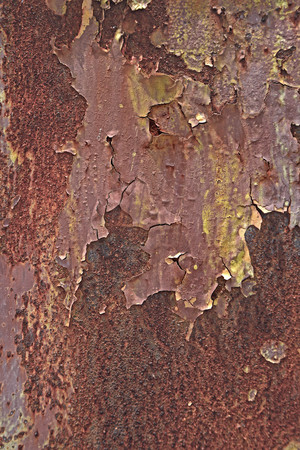 ������Ƥ