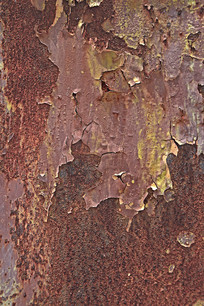 ������Ƥ