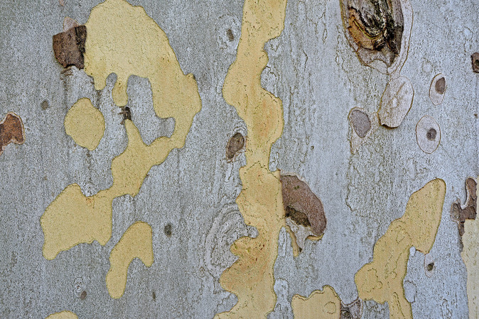 ��ͩ����Ƥ