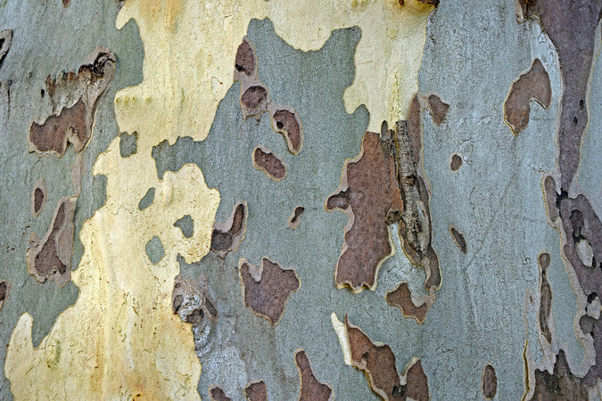 ��ͩ����Ƥ����