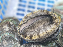 �ʻ��Ʒ����