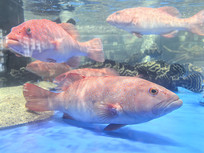 �ʻ��Ʒ��