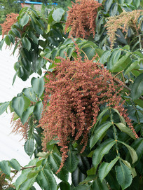 ����ľ����