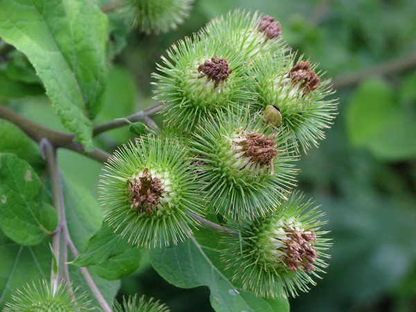 Ұ��ţ�����