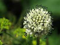 һ�䴨���ϻ�