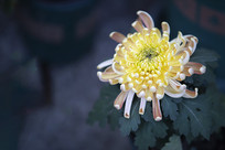 ���ŵ����ջ�ɫ�ջ�