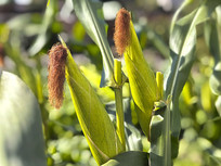 ��ֲ������