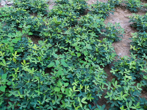 ��ֲ��ׯ�ڵ���Ļ���