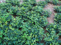 ��ֲ��ׯ�ڵ���Ļ���