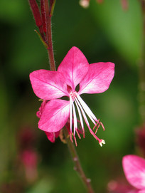 ��Ҷɽ�Ҳݻ�����д