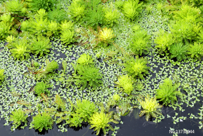 ���������Ҷ��β��ݼ���Ƽ����ͼƬ