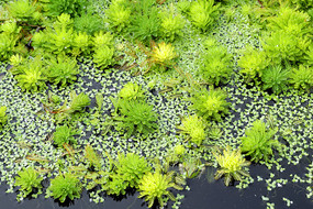 ���������Ҷ��β��ݼ���Ƽ����