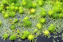 ���������Ҷ��β��ݼ���Ƽ����