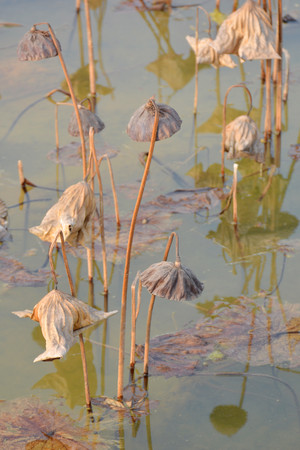 �����ݺɼ�����  