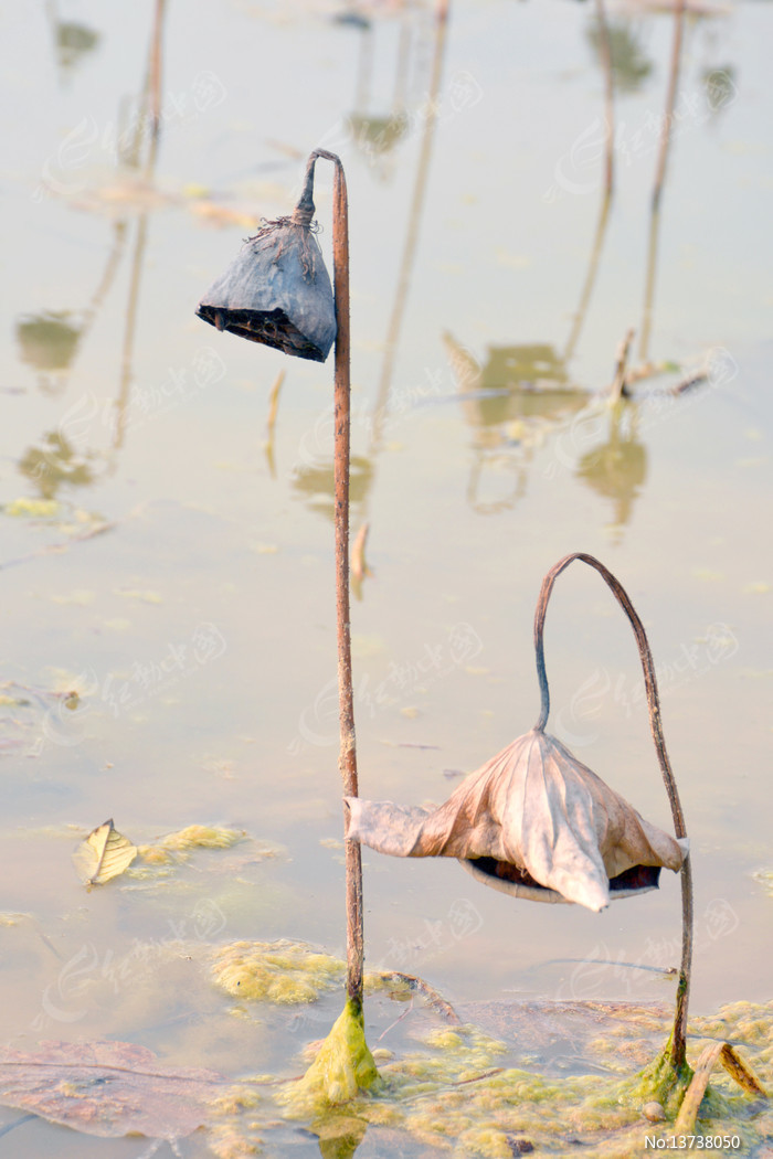 �ݺ� ����ͼƬ