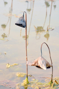 �ݺ� ����