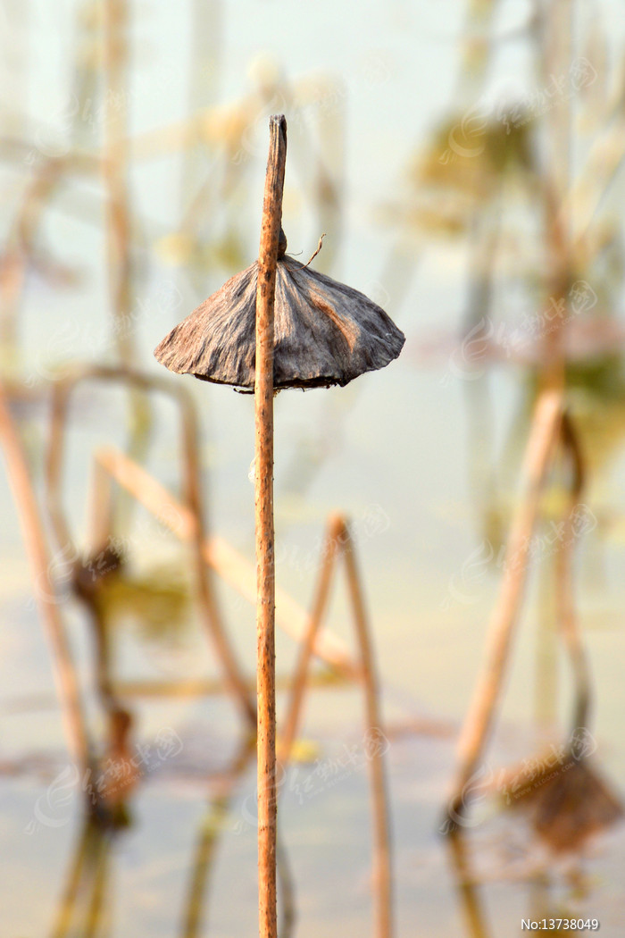 һ֧�ɿݵ�����ͼƬ