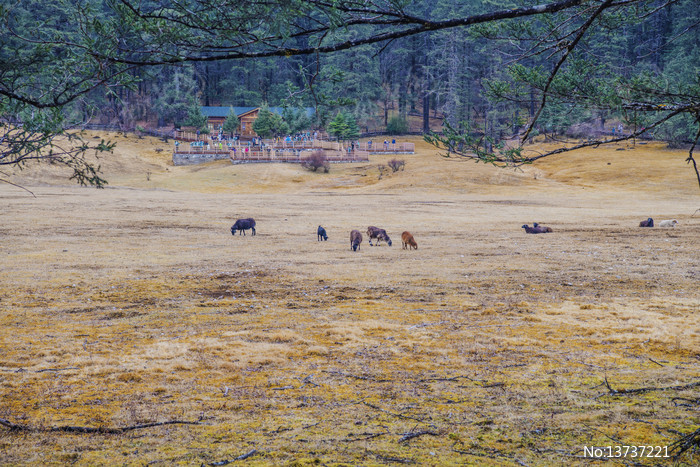 ����ѩɽ��ɽƺľ������ȺͼƬ