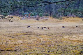 ����ѩɽ��ɽƺľ������Ⱥ