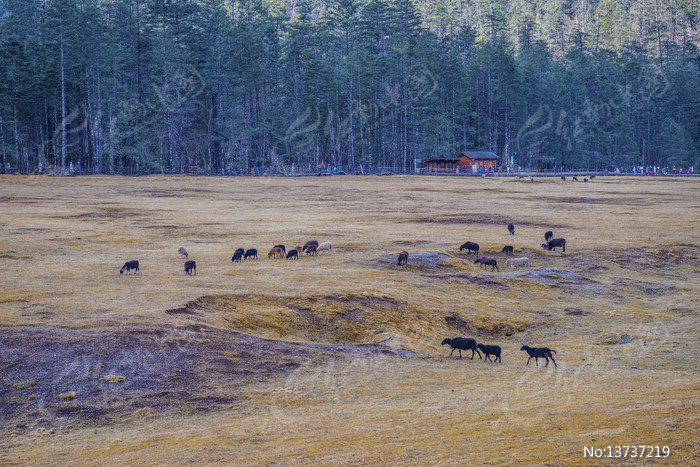 ����ѩɽ��ɽƺ���ֺ�Ⱥ��ͼƬ