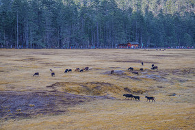 ����ѩɽ��ɽƺ���ֺ�Ⱥ��