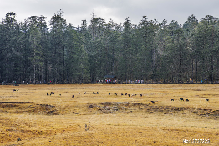 ����ѩɽ��ɽƺ���ֺ���ȺͼƬ