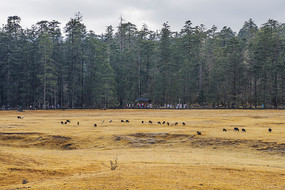 ����ѩɽ��ɽƺ���ֺ���Ⱥ