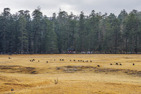 ����ѩɽ��ɽƺ���ֺ���Ⱥ