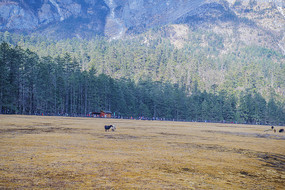 ����ѩɽ��ɽƺ��������ֻ��