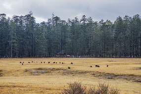 ����ѩɽ��ɽƺ������Ⱥ��