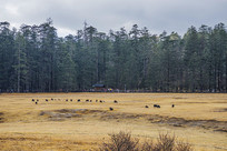 ����ѩɽ��ɽƺ������Ⱥ��