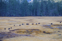 ����ѩɽ��ɽƺ��������Ⱥ