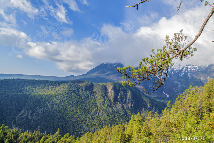 ������������ѩɽ�������֦ͼƬ