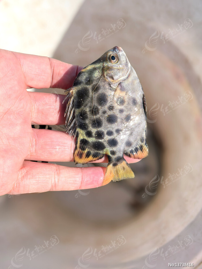 ������ͼƬ