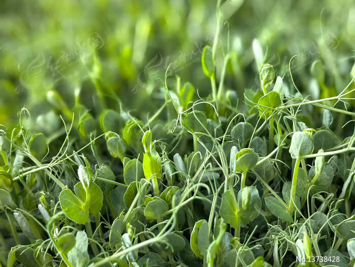 ʱ���߲��㶹��ͼƬ