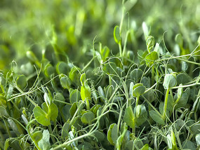 ʱ���߲��㶹��