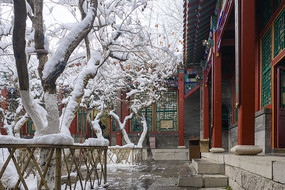 ���չŽ�ͥԺѩ��