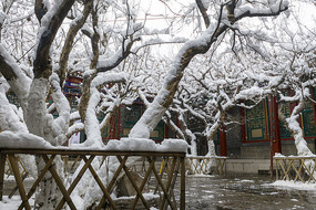 �Ž�ѩ��ͥԺ���