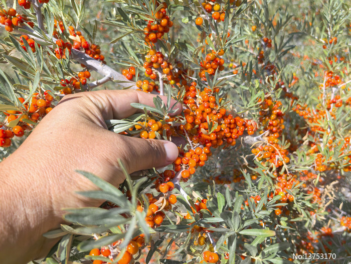 ����ɳ����ͼƬ