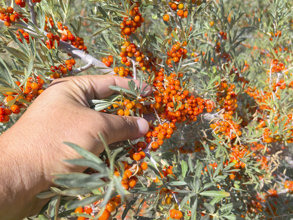 ����ɳ����