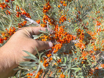 ����ɳ����