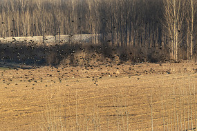 ���տ�Ұ����Ⱥ