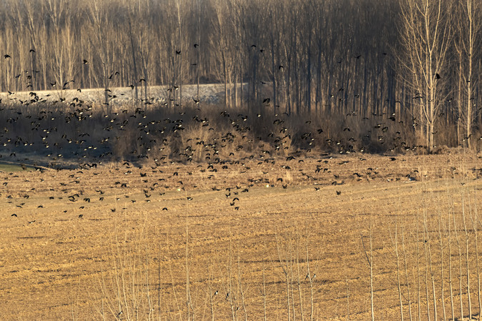 ���տ�Ұ����Ⱥ