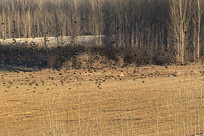 ���տ�Ұ����Ⱥ