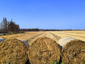 ������Ұ