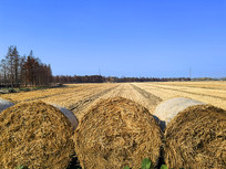 ������Ұ